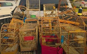 Brigada Militar flagra criação ilegal de aves silvestres em Capão da Canoa