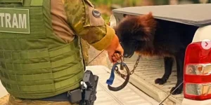 Cão em situação de maus-tratos é resgatado em Tramandaí