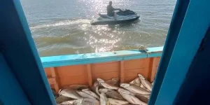 Denúncia leva Patram a área protegida e flagra pesca ilegal nos Molhes da Barra
