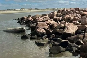 Elefante-marinho-do-sul chama atenção e vira atração no Litoral Sul