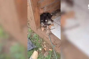 Mulher é presa após cão morrer em condições insalubres no RS