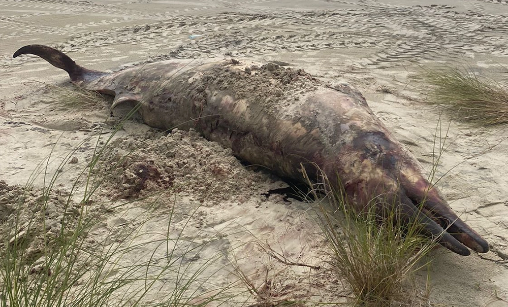 Encalhe raro de baleia-bicuda chama atenção de pesquisadores em Capão da Canoa
