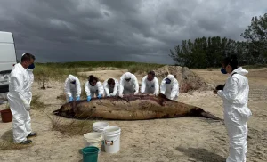 Encalhe raro de baleia-bicuda chama atenção de pesquisadores em Capão da Canoa