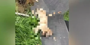 Homem invade casa e mata cachorro em Passo Fundo, diz polícia