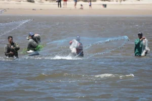 Liberada a pesca do camarão-rosa no estuário do Rio Tramandaí para a safra 2026