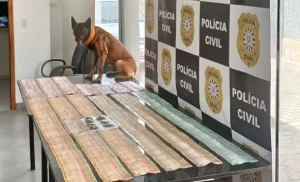 Polícia Civil realiza operação contra o tráfico em Cidreira e apreende dinheiro, drogas e celulares