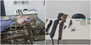 BM resgata pássaros silvestres e apreende armas após denúncia em Santo Antônio da Patrulha