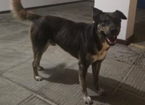 Cão comunitário some há quase um mês em Capão da Canoa e mobiliza moradores
